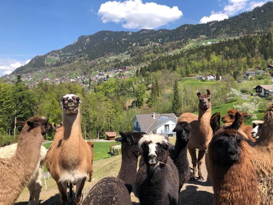 Jurte Beim Lama- & Alpakahof Triesenberg Hotell Eksteriør bilde