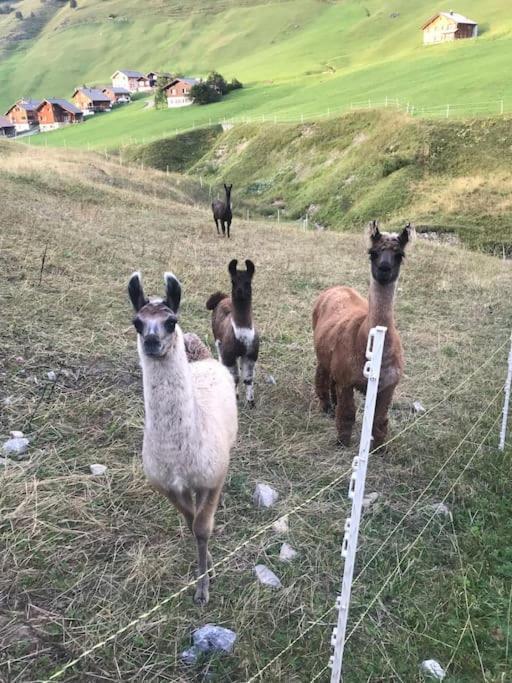 Jurte Beim Lama- & Alpakahof Triesenberg Hotell Eksteriør bilde