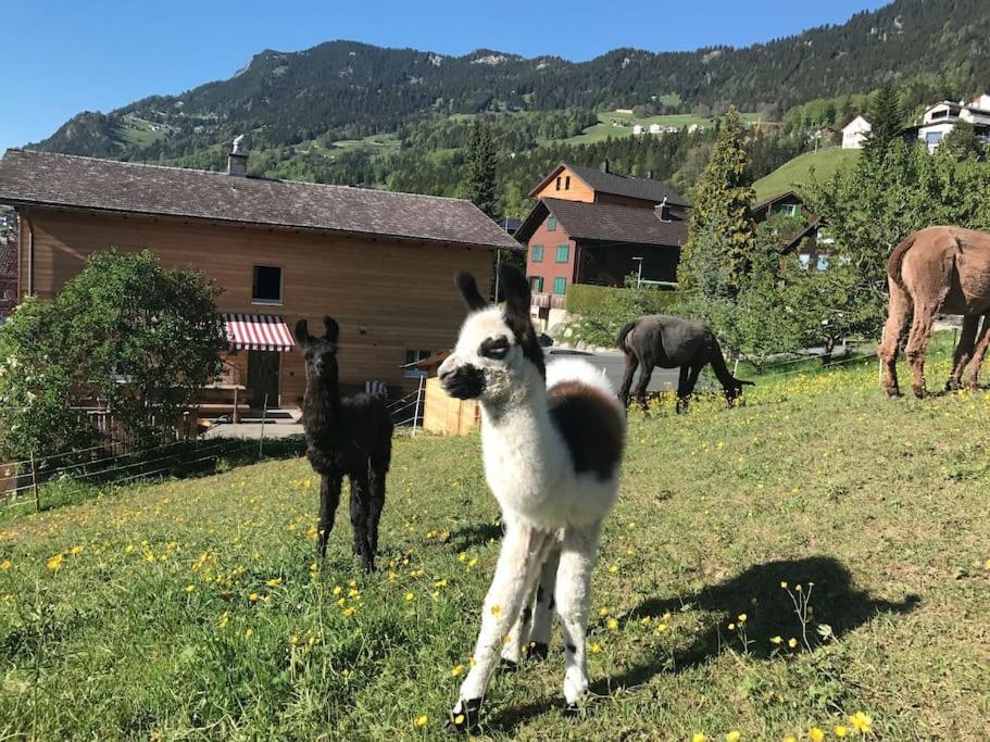 Jurte Beim Lama- & Alpakahof Triesenberg Hotell Eksteriør bilde