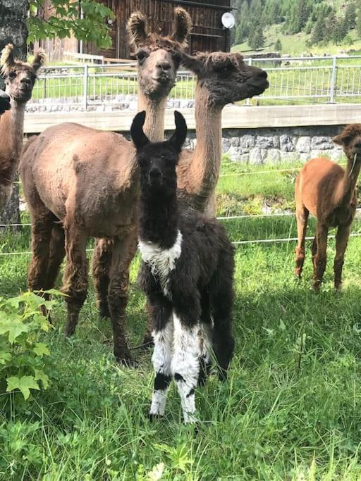 Jurte Beim Lama- & Alpakahof Triesenberg Hotell Eksteriør bilde