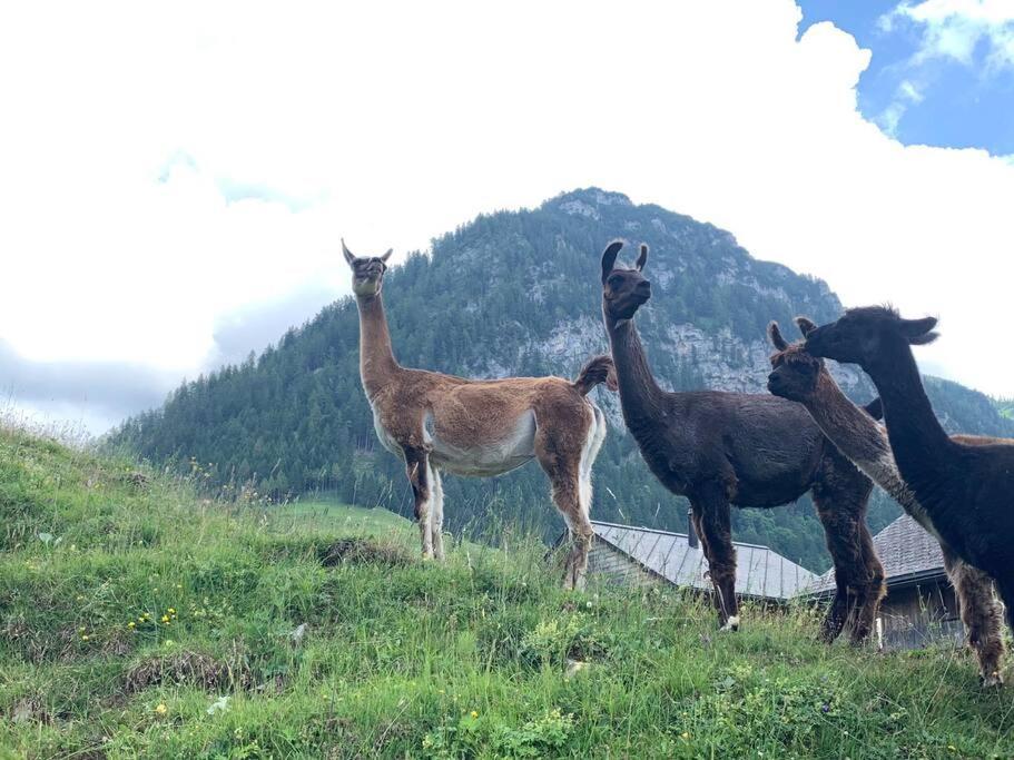 Jurte Beim Lama- & Alpakahof Triesenberg Hotell Eksteriør bilde