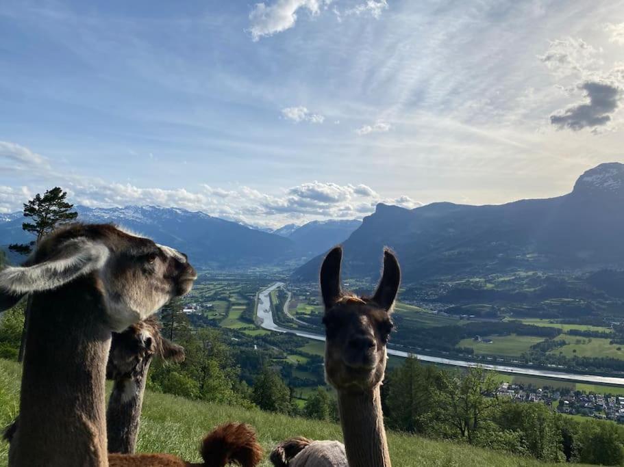 Jurte Beim Lama- & Alpakahof Triesenberg Hotell Eksteriør bilde